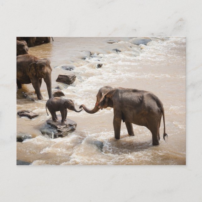 Carte Postale Éléphant (Devant)