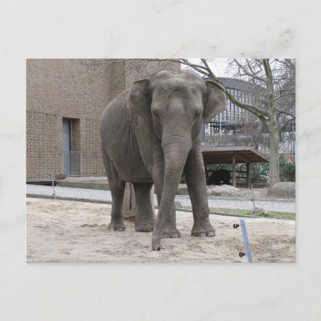 Carte postale ELEPHANT (Devant)