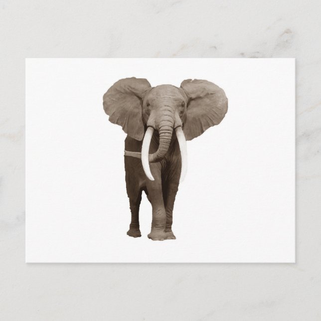 Carte Postale Eléphant (Devant)