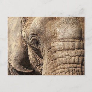 Carte Postale Eléphant