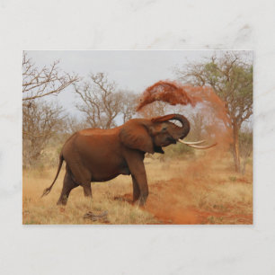 Carte Postale Eléphant