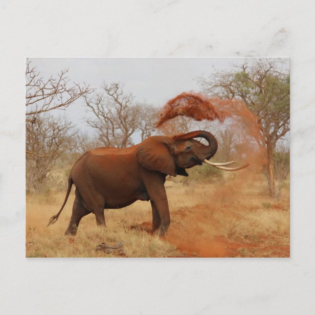 Carte Postale Eléphant (Devant)