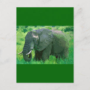 Carte Postale Eléphant