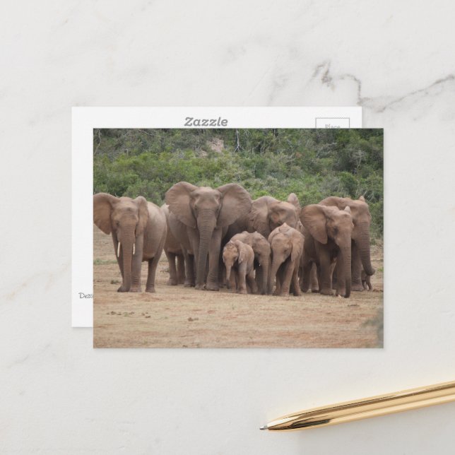 Carte Postale Éléphant  (Devant/Arrière en situation)