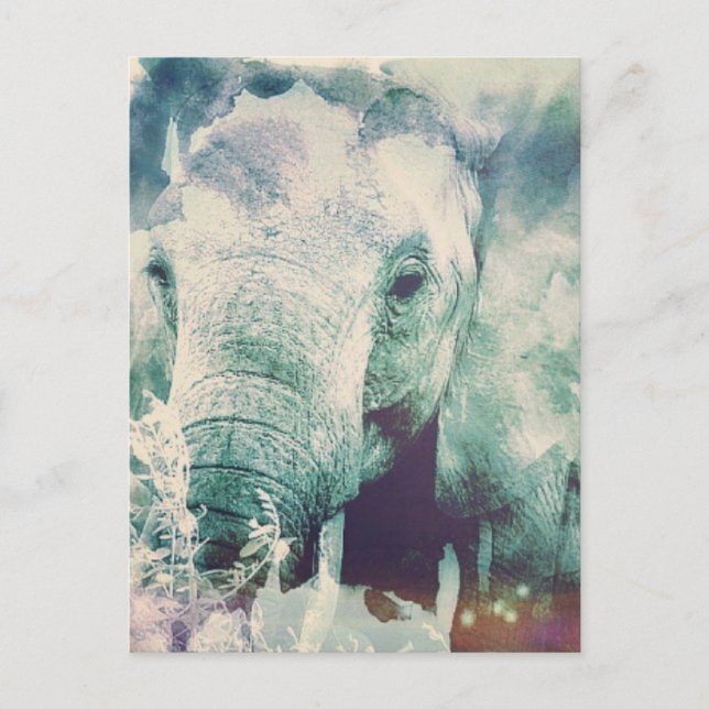 Carte Postale Eléphant (Devant)