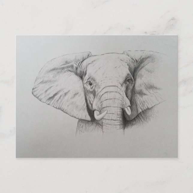 Carte Postale Elephant 2011 (Devant)