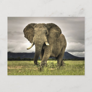 Carte Postale Eléphant africain