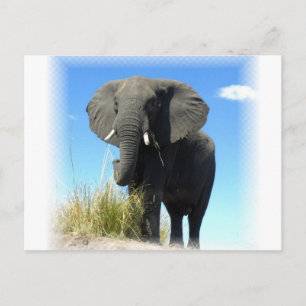 Carte postale Eléphant Africain