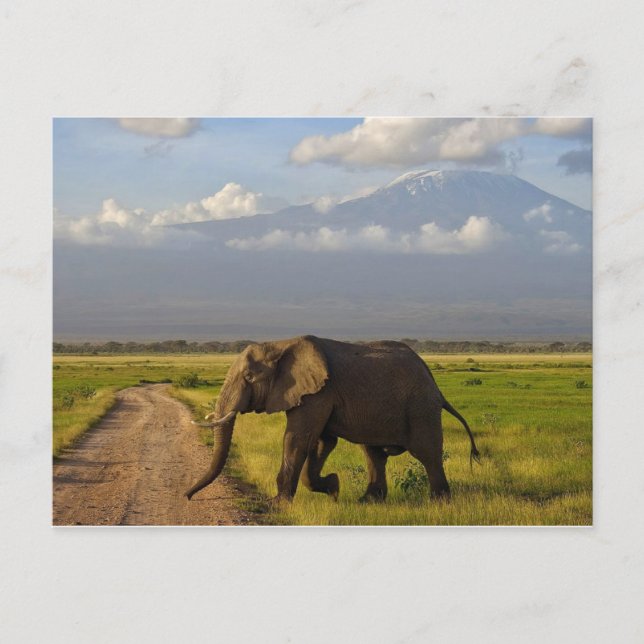 Carte Postale Eléphant africain (Devant)