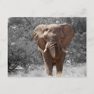 Carte Postale Eléphant africain