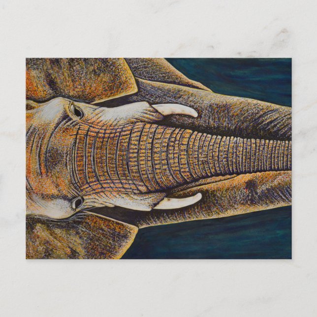 Carte Postale Eléphant africain (Devant)