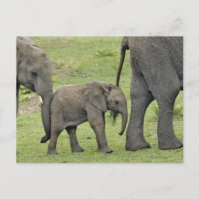Carte Postale Éléphant africain femelle avec le bébé, Loxodonta (Devant)