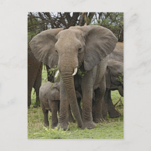 Carte Postale Eléphant africain   Troupeau