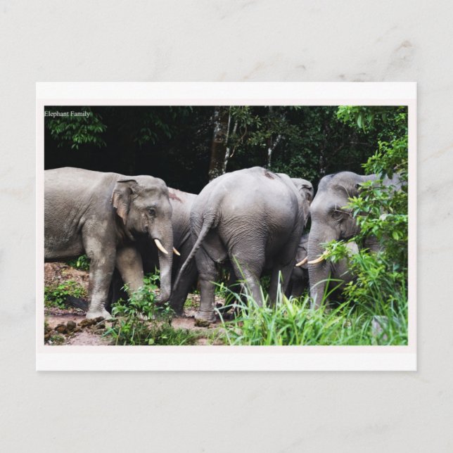 Carte Postale éléphant asiatique (Devant)