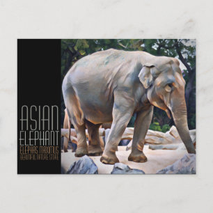 Carte Postale Eléphant asiatique [Carte postale]