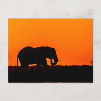 Carte Postale Eléphant au coucher du soleil dans le choix
