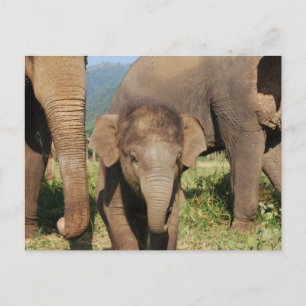 Carte Postale Eléphant bébé