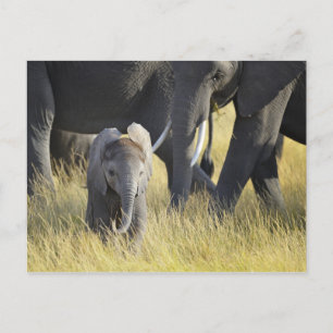 Carte Postale Eléphant bébé