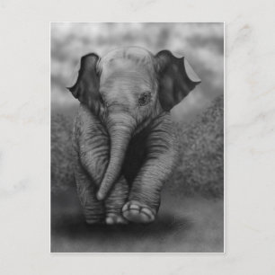 Carte Postale Eléphant bébé