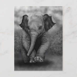 Carte Postale Eléphant bébé