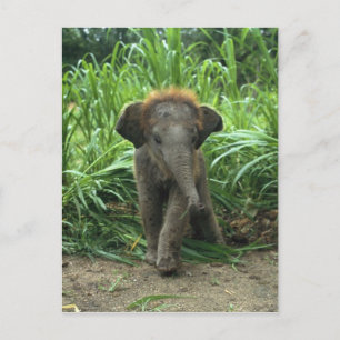 Carte Postale Eléphant Bébé mignon