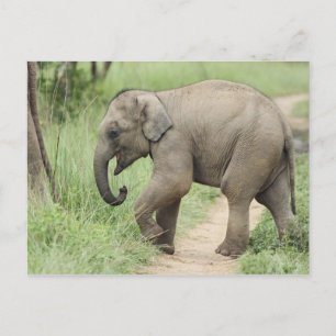 Carte Postale Éléphant bébé suivant sa mère, Corbett