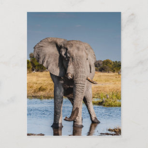 Carte Postale Elephant Bull