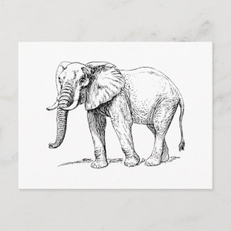 Carte Postale Éléphant d'Afrique