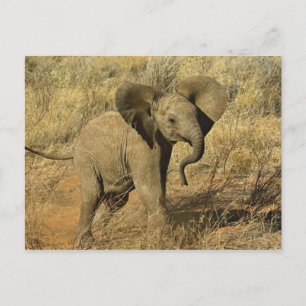 Carte Postale Éléphant d'Afrique bébé, Loxodonta Africana,