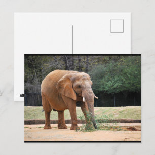 Carte Postale Éléphant d'Afrique dans le parc