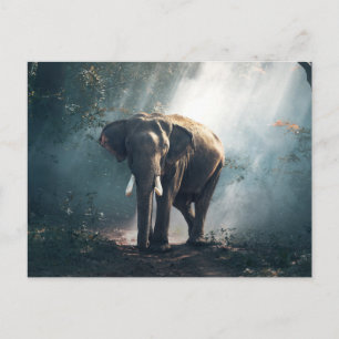 Carte Postale Éléphant dans la jungle