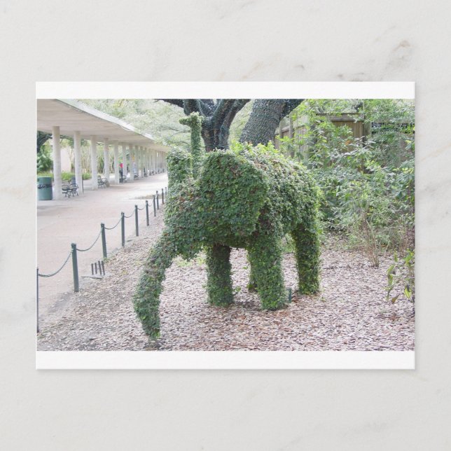 Carte Postale Éléphant d'arbre (Devant)