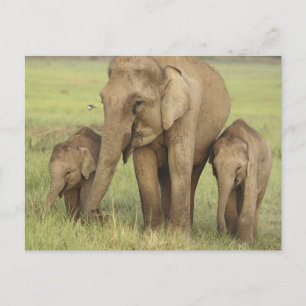 Carte Postale Éléphant d'Asie indien et jeunes
