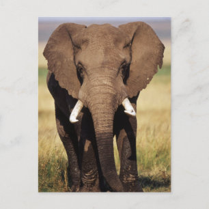 Carte Postale Éléphant de savane d'Afrique
