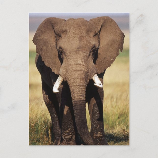 Carte Postale Éléphant de savane d'Afrique (Devant)