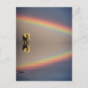 Carte Postale Eléphant, Eau et Arc-en-ciel, Kenya