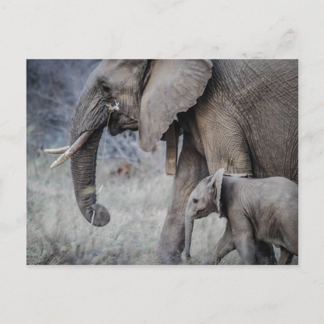 CARTE POSTALE ÉLÉPHANT ET BÉBÉ (Devant)