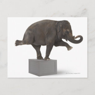 Carte Postale Elephant exécution tour sur boîte