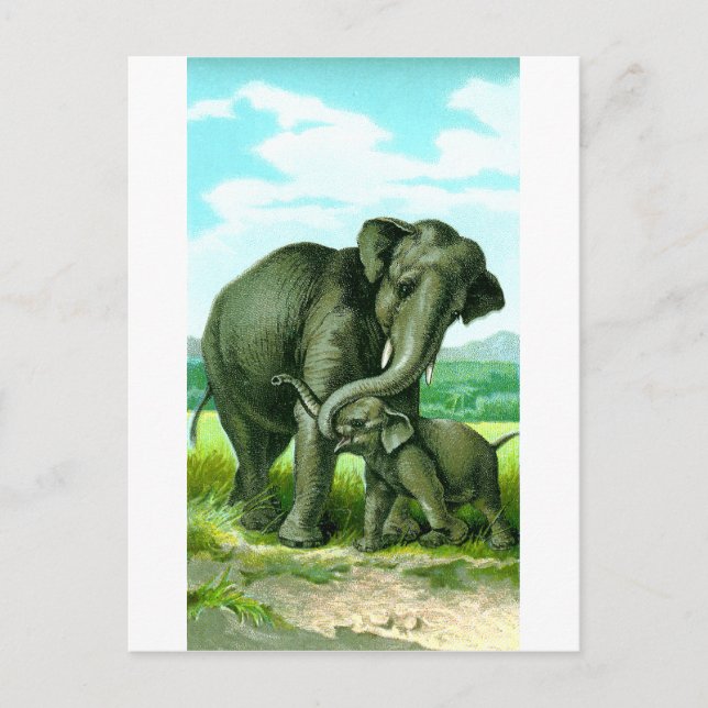 Carte Postale Eléphant indien (Devant)