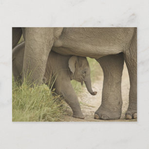 Carte Postale Eléphant indien / asiatique et jeune, Corbett