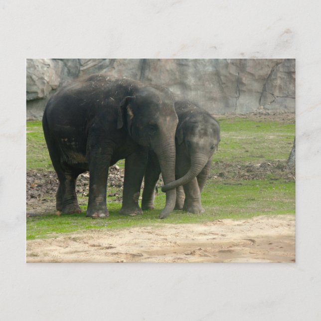 Carte Postale Elephant Loe (Devant)