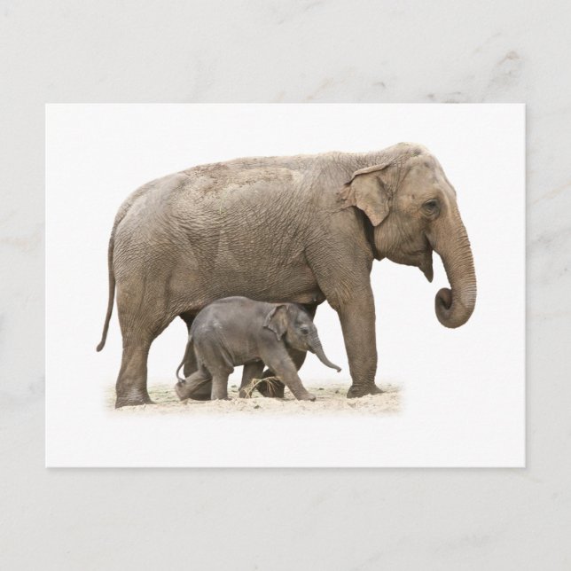 Carte Postale Eléphant mère et bébé (Devant)