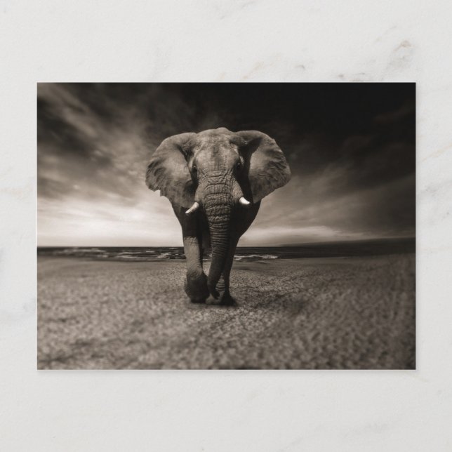 Carte Postale Eléphant noir et blanc (Devant)