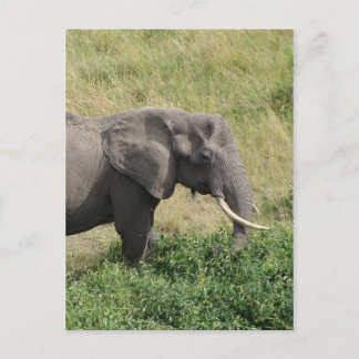 Carte Postale Elephant-Ouganda-Afrique-2