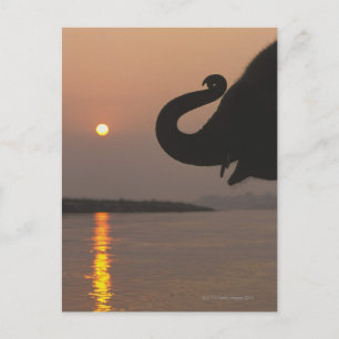 Carte Postale Elephant, Parc national de Chitwan, Népal
