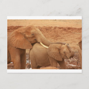 Carte Postale éléphant personnalisé sur mesure diy Anniversaires