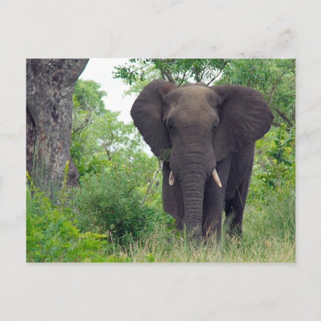 Carte postale éléphante (Devant)