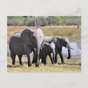 Carte postale éléphante