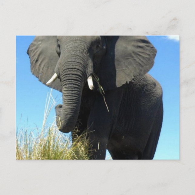 Carte Postale Eléphants (Devant)