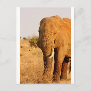 Carte Postale Éléphants
